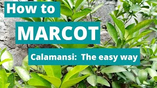 How to marcot calamansi the easy way  Paano mag marcot ng kalamansi sa madaling paraan [upl. by Nujra]