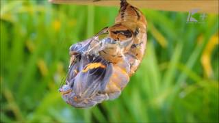 Metamorfose da borboleta  Crisálida para borboleta Brassolis sophorae [upl. by Punke537]