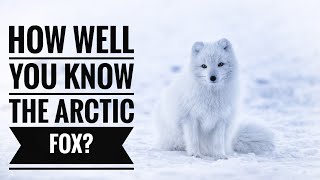 Arctic Fox  Description Characteristics and Facts [upl. by Beverley]