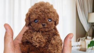 Funny and Cute Poodle Compilation NEW [upl. by Albur296]