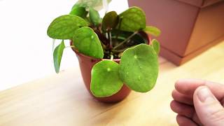 How to Care For Pilea Peperomioides  CHINESE MONEY PLANT [upl. by Petersen]