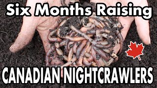 Raising Canadian Nightcrawlers At Home  6 Month Update On Our DIY Dew Worm Bait Farm [upl. by Allesiram]