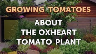 About the Oxheart Tomato Plant [upl. by Fabri]