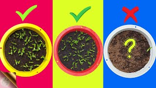 7 FATAL MISTAKES Why Seeds Not Germinating or Sprouting [upl. by Lsiel]