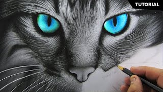 How to Draw Realistic Cat for BEGINNERS  Fur Drawing Technique [upl. by Notirb294]