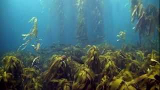 Tasmanias Disappearing Kelp Forests [upl. by Hsirk]