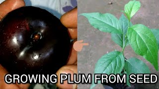 how to grow plums from seed [upl. by Adara]