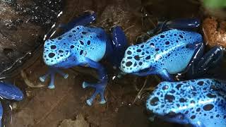 Azureus Dartfrogs male calling [upl. by Harmonia239]