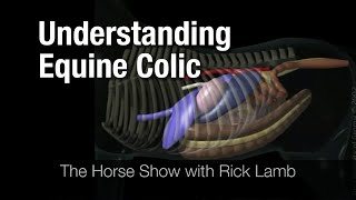 Understanding Equine Colic [upl. by Anitaf305]