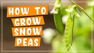 How To Plant and Grow Snow Peas  Edible Gardening [upl. by Refinne]