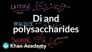 Carbohydrates di and polysaccharides  Chemical processes  MCAT  Khan Academy [upl. by Arhat113]