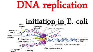 DNA replication initiation in E coli [upl. by Lindgren]