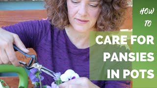 How to Care for Pansies in Pots [upl. by Misab691]