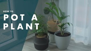 How To Pot A Plant  Bunnings Warehouse [upl. by Raymund133]