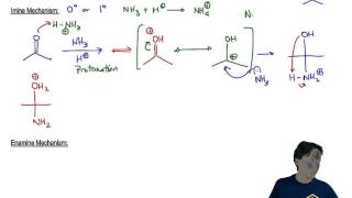 Imines and Enamines Mechanism [upl. by Butta]