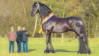 Top 10 Tallest Horses in the World [upl. by Xilef935]