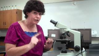 How to use a microscope and oil immersion [upl. by Vincelette]