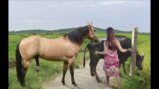 My sister training care her lovely horse in beginner 2021 [upl. by Etnaud]