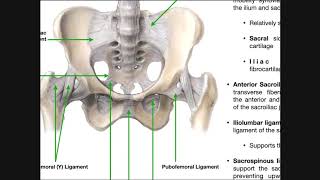 Distraction Test  Sacroiliac Joint Provocation [upl. by Oguh]