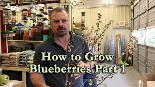 How to grow Blueberry Bushes Part 1  Basic Blueberry Plant Information [upl. by Janina]