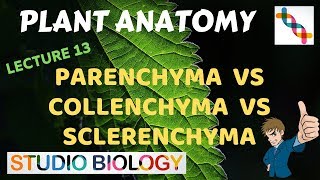 Plant Anatomy 13  Parenchyma vs Collenchyma vs Sclerenchyma [upl. by Ardnoed]