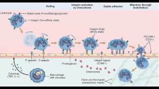 Neutrophil margination adhesion FREEWAY VERSION [upl. by Ring]