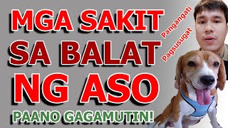 Mga Sakit sa Balat ng Aso  Paano Gagamutin  MasterVet  Official [upl. by Uranie]