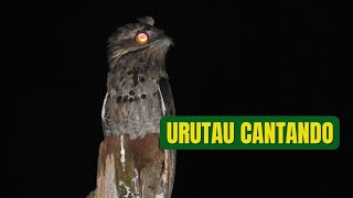 O canto do Urutau [upl. by Conall300]