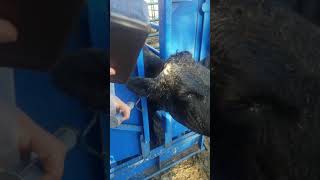 Cleaning cattle sinus infection after dehorning [upl. by Dardani]