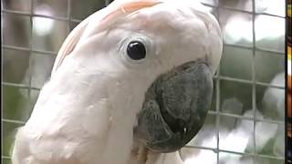 Cockatoos  Care and Breeding  Part 1 Full [upl. by Dygall]