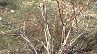 How to Prune a Blueberry Bush [upl. by Lavinia]