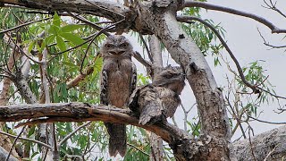 Mirima National Park  Kununurra  WA [upl. by Eilrahs75]