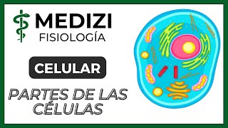 Fisiología Celular  La Célula partes y funciones IGdoctorpaiva [upl. by Deuno285]