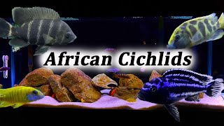 All About African Cichlids  What Type Should You Buy [upl. by Buote]