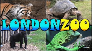 LONDON ZOO Walking Tour  England 4k [upl. by Nivrek]