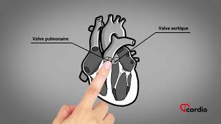 Anatomie du coeur  version française [upl. by Eimmot]