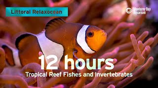 12 Hours Of Tropical Coral Reef Fishes At Monterey Bay Aquarium  Littoral Relaxocean [upl. by Angeline]