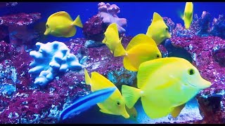 Gelber Doktorfisch Yellow Tank Surgeon Fish Aquarium [upl. by Menendez385]