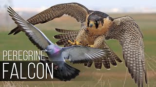 PEREGRINE FALCON  Bird Slayer and Dive master The Fastest Animal on the Planet [upl. by Con358]