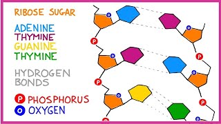 DNA Molecule Structure [upl. by Akerahs]