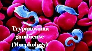 Trypanosoma gambiense  morphology [upl. by Atcele]