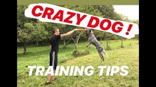 5 TRAINING TIPS  AUSTRALIAN CATTLE DOG BLUE HEELER [upl. by Anirres]