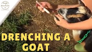 Drenching a Goat [upl. by Lander]