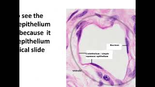 Simple squamous epithelium endothelium endocardium mesothelium [upl. by Bamford192]