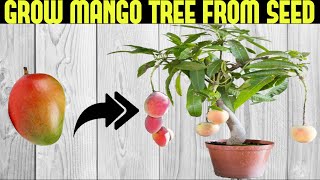 How To Grow a Mango Tree From Seed  SEED TO HARVEST [upl. by Waltner]