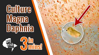 How to culture DAPHNIA MAGNA  The easy way [upl. by Gianni]