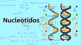 Los nucleótidos  Biología  Educatina [upl. by Ludvig]