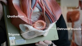 Bladder Anatomy [upl. by Kcim]