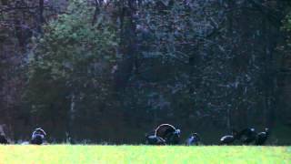 Sunrise with eastern wild turkeys [upl. by Mullins]