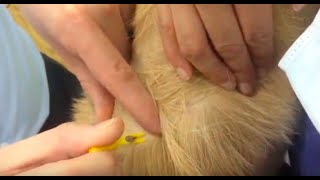 Vet Tutorial  How to Remove a Tick From a Dog [upl. by Luise]